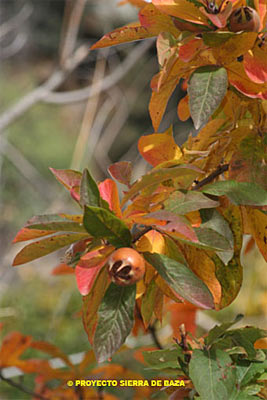 Níspero de monte o de invierno (Mespilus germanica) 	