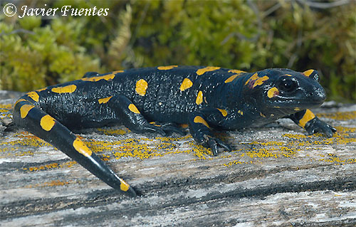Salamandra común (Salamandra salamandra, Linnaeus,1758)