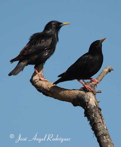 Estornino Negro Sturnus Unicolor 
