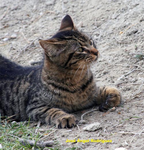 Gato (Felis silvestris)