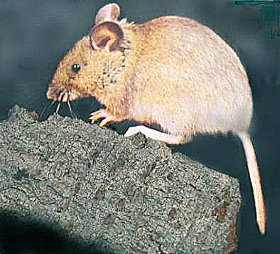 Ratón moruno (Mus spretus)