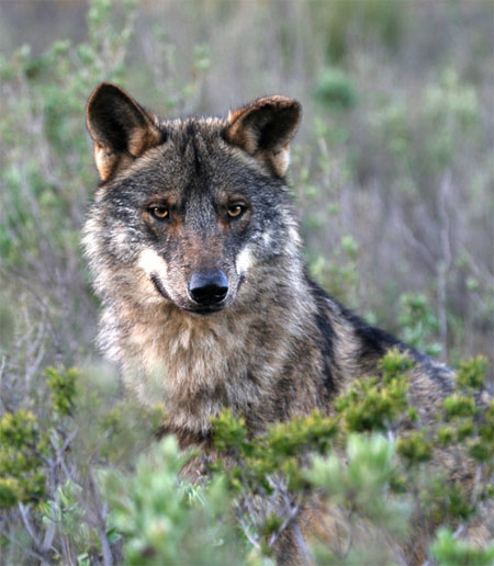 Lobo común (Canis lupus)