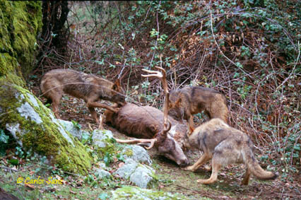 Lobo común (Canis lupus)