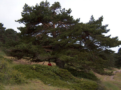 foto de un Gran pino silvestre de los Prados del Mayoral