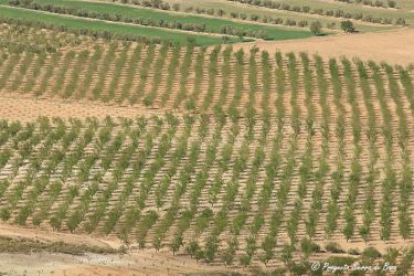 Foto del altiplano granadino