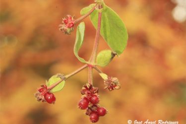 Foto de la Frutos otoñales de la madreselva de los bosques, con su característico color rojizo al madurar.