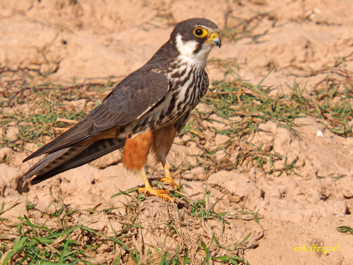 Alcotán (Falco subbuteo)
