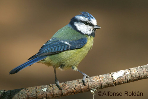 Herrerillo Com n Cyanistes Caeruleus 