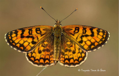 mariposa 18