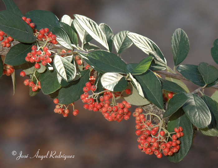 Cotoneaster (Cotoneaster sps.)
