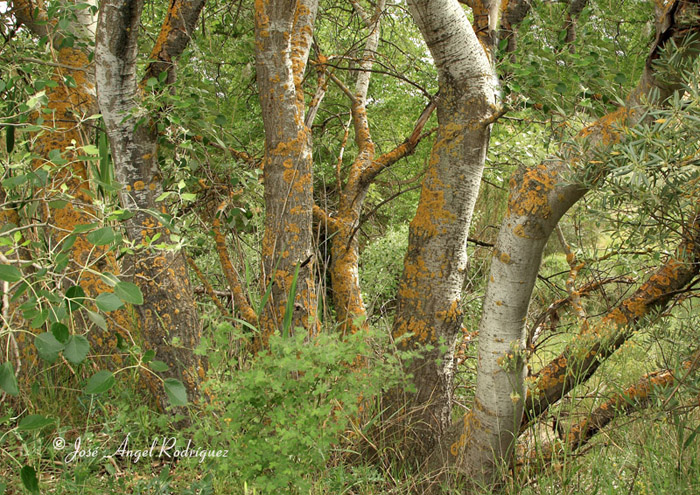 Álamo blanco (Populus alba)