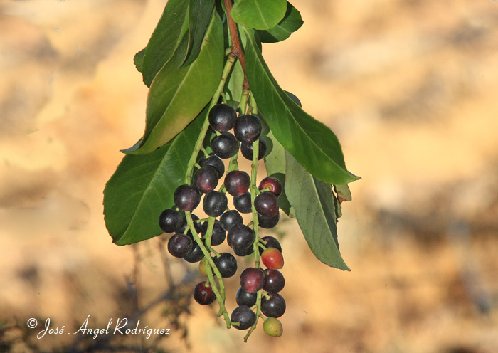 Laurel cerezo (Prunus laurocerasus)