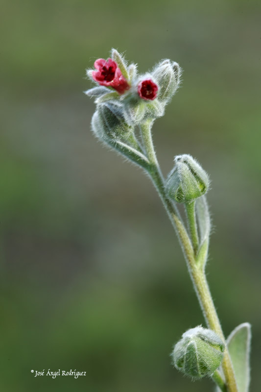 Lengua de liebre (Cynoglossum cheirifolium)