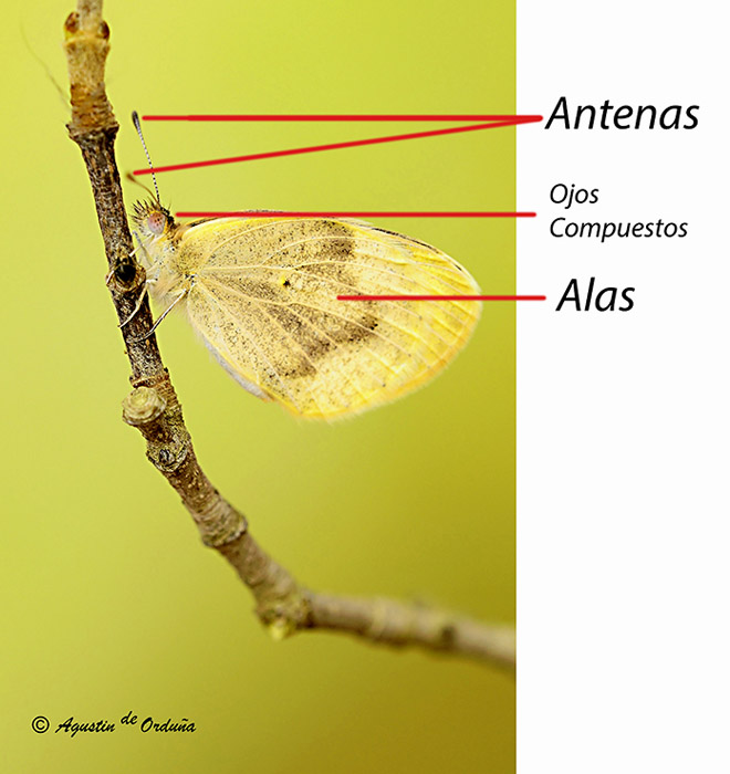 Fichas de Mariposas diurnas de la Sierra de Baza. Nueva sección de nuestra web