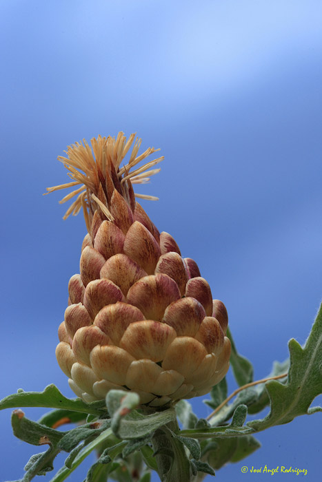 Cuchara de pastor (Rhaponticum coniferum)