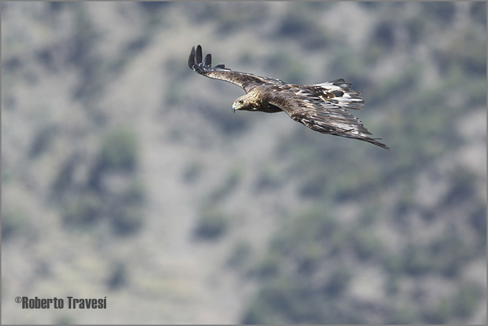 foto de águila real volando