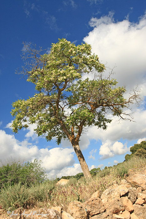 Falsa acacia (Robinia pseudoacacia)