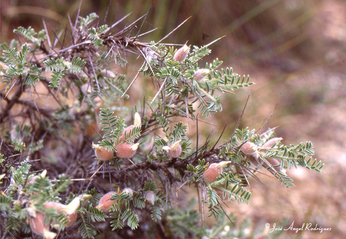 Alquitira (Astragalus clusianus = A. Clusii boiss)