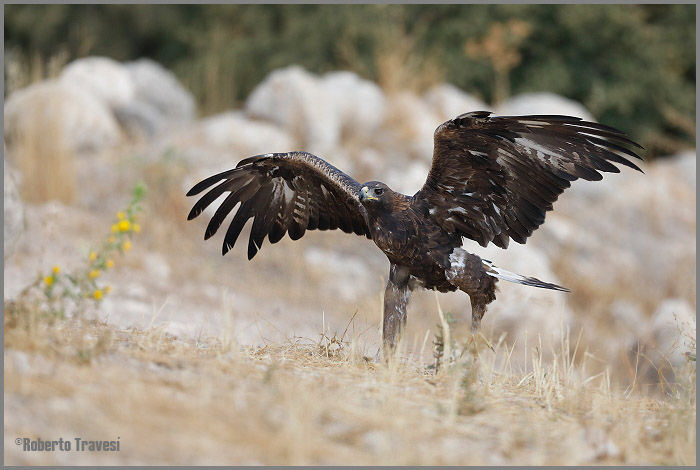 foto de Águila Real - 3 (Aquila chrysaetos)
