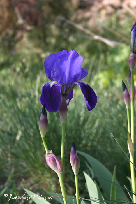 Lirio morado (Iris germanica)