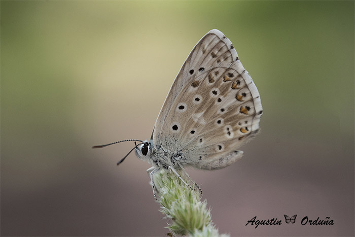 Niña andaluza (Polyommatus albicans)