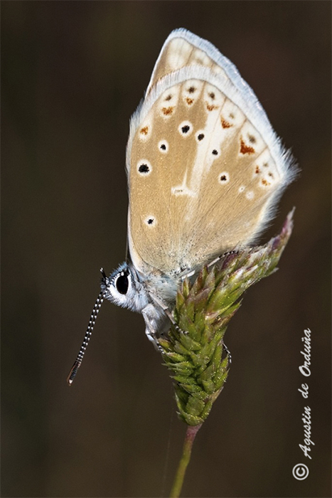 foto de mariposa Niña de Nácar (polyommatus nivescens)