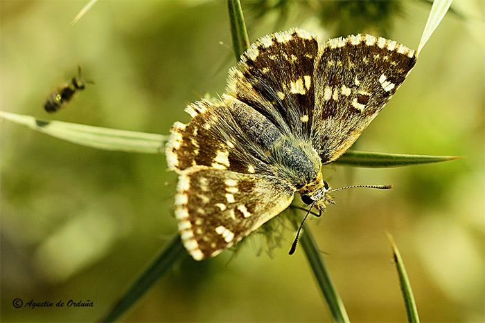 foto de la mariposa polvillo dorado