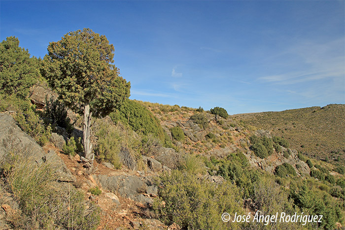 foto de Matorrales arborescentes con Juniperus spp.