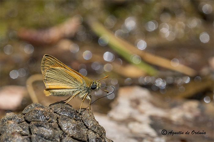 Fichas de mariposas del Parque Natural Sierra de Baza y su entorno: Dorada línea corta (Thymelicus lineola)