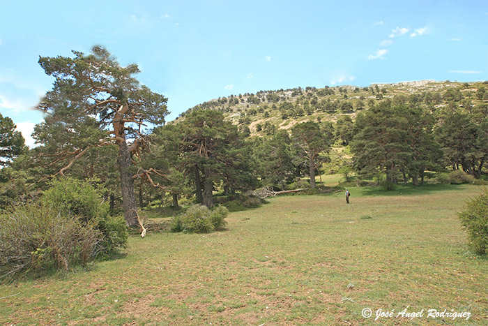 Hábitats de Interés Comunitario del Parque Natural Sierra de Baza y su entorno (IX)