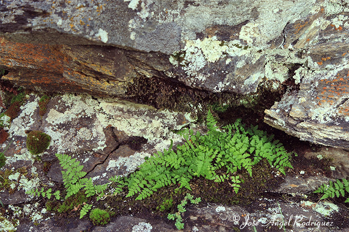 Etnobotánica de la Sierra de Baza: Helecho macho (Dryopteris filix-mas)