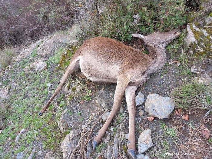 Una “congestión pulmonar severa” ha sido la causa de la muerte de decenas de ciervos en la Sierra de Baza