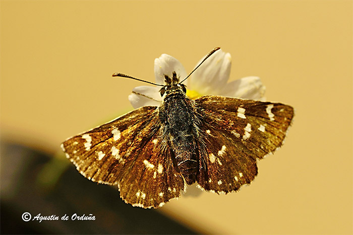Fichas de mariposas del Parque Natural Sierra de Baza y su entorno: Piquitos (Spialiasertorius)