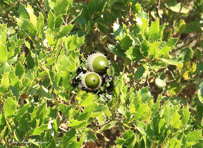 foto del fruto de la coscoja