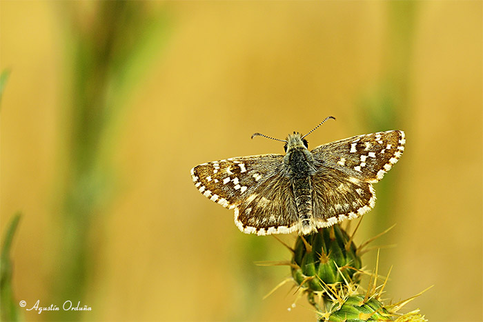foto de la mariposa Ajedrezada menor (Pyrgus malvoides)