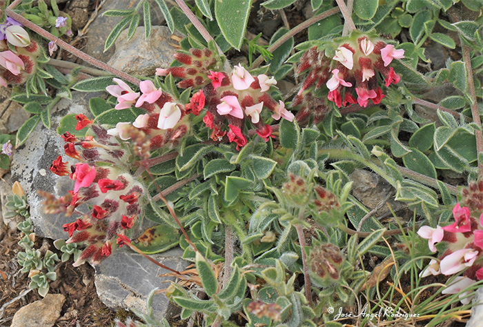 Etnobotánica de la Sierra de Baza: La vulneraria (Anthyllis vulneraria)