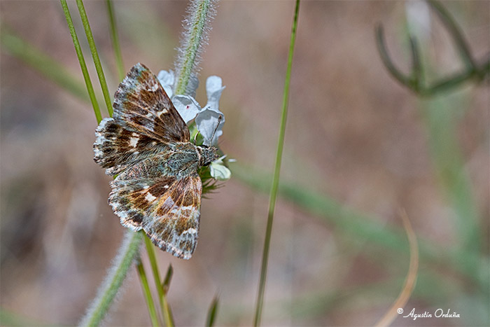 Fichas de mariposas del Parque Natural Sierra de Baza y su entorno: Piquitos (Carcharodusbaeticus)