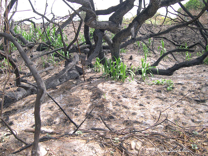 Foto de Cañas (Arundodonax) rebrotando con vigor en una zona de bosque de ribera incendiada. Río de Baza