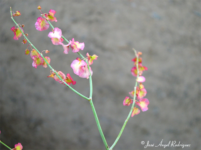 Detalle de la bonita y abundante floración estival de la acedera redonda (Rumex induratus)