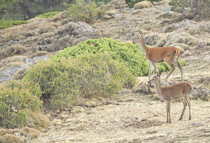 Foto de ciervo hembra con su cría en la Sierra de Baza