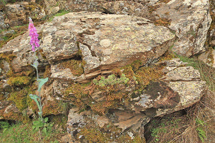 Foto de Rosetas de la siempreviva de Sierra Nevada, junto con musgos y líquenes, colonizan un roquedo acidófilo del Parque Natural Sierra de Baza