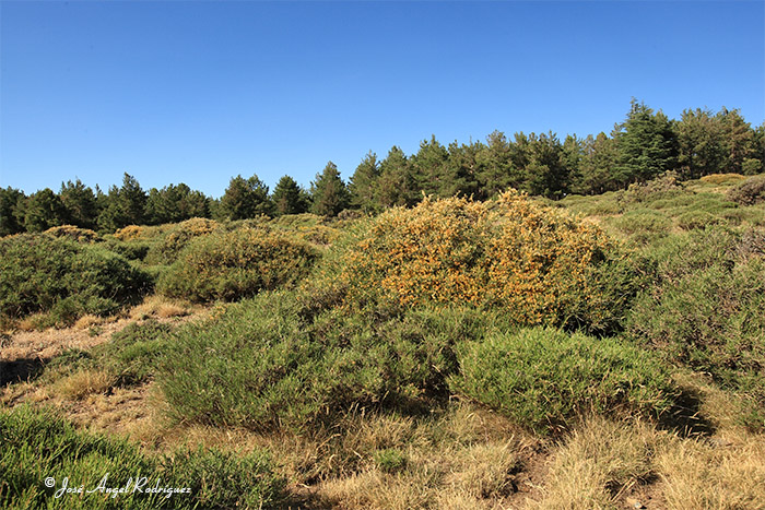 Etnobotánica de la Sierra de Baza: El piorno amarillo (Genista versicolor)