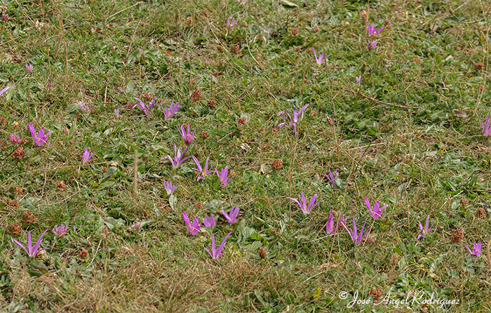 foto de Floración otoñal de un prado colonizado por el colchicum montanum