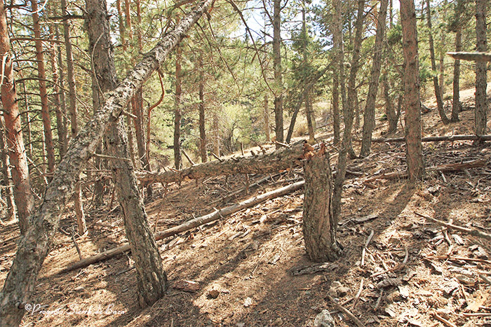 Foto de Pinar en decaimiento forestal en el Barranco de la Fonfría