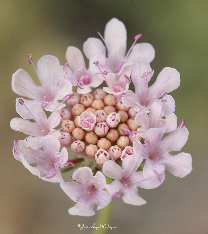 Foto de Detalle de la atractiva floración de la escabiosa mayor (Scabiosa turolensis subsp. turolensis)