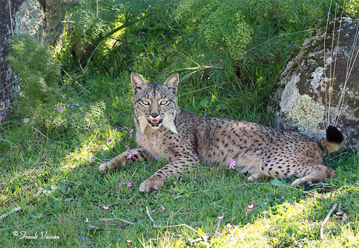 Foto de Hembra de Lince ibérico (Lynx pardinus), fotografiada en el Parque Natural de la Sierra de Andújar (Jan). 
