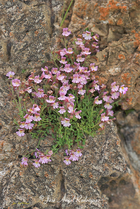 foto de haenorrhinum origanifolium subsp. crassifolium creciendo en un roquedo de la Sierra de Baza