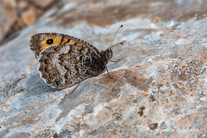 foto de la mariposa Tímalo nevada (Pseudochazara williamsi)