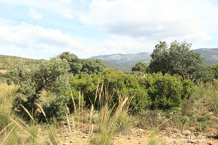 Hábitats de Interés Comunitario del Parque Natural Sierra de Baza y su entorno (XXIII)