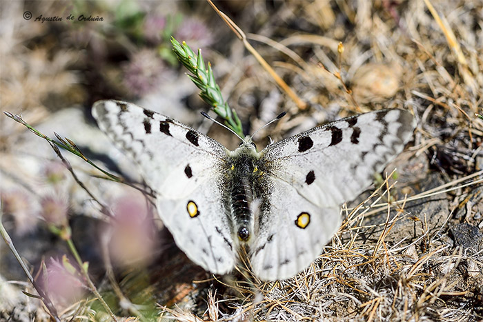 Foto de la Mariposa Apolo, fotografiada en la Sierra de Baza.